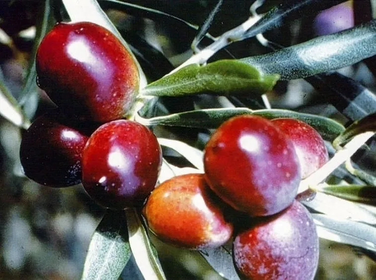 Oliva carolea