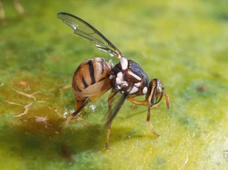 Mosca olearia