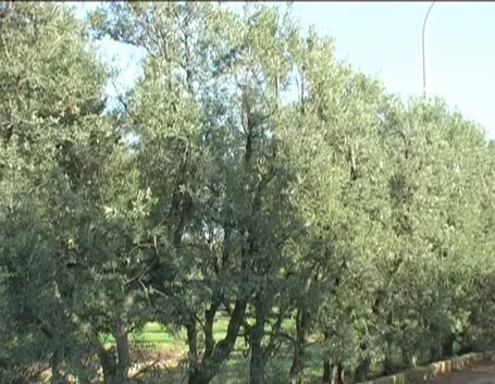 Alberi di olivo Cipressino