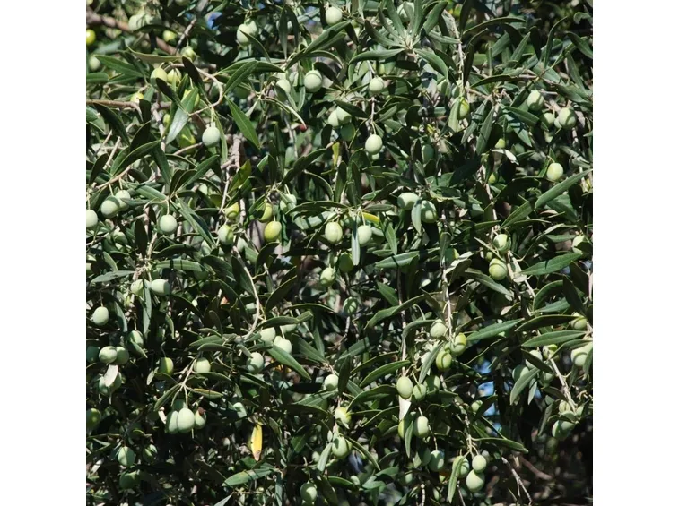 Olivo Cipressino