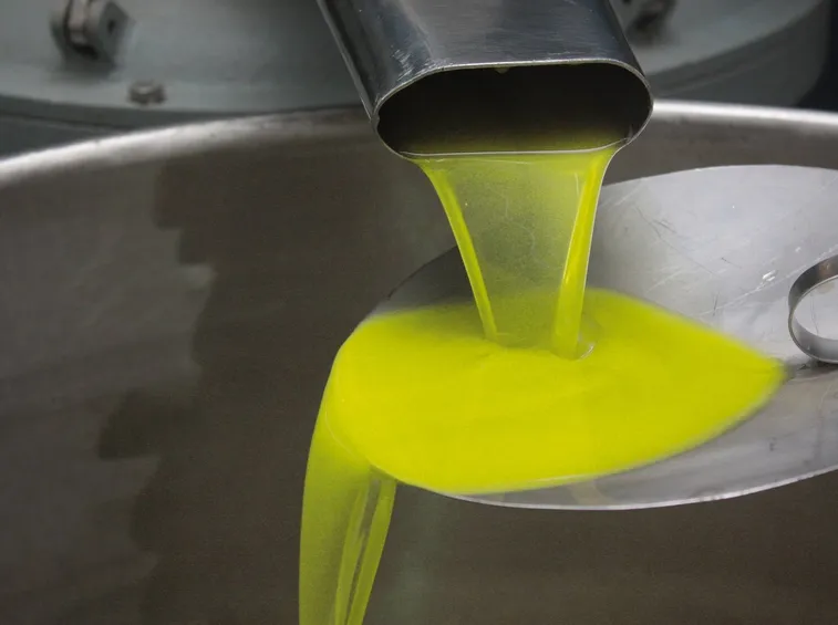 Olio di oliva Cipressino appena prodotto