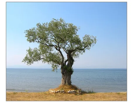 Esposizione Olivo