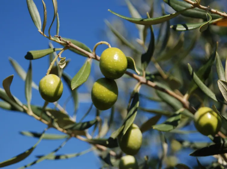 Frutti dell'Olivo