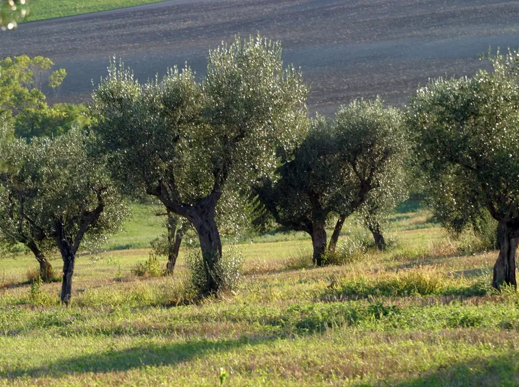Piante di olivo
