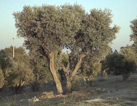 Olivo europeo