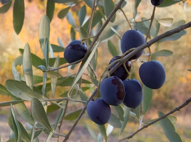 Un gruppo di olive