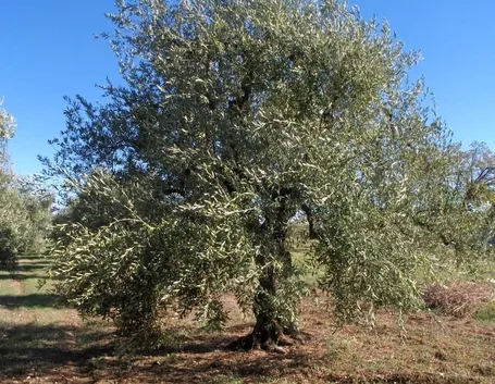 Un albero di olivo Coratina