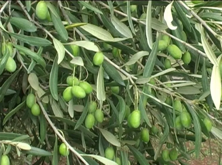 Olive Coratina verdi