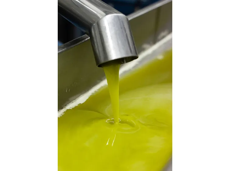 Il tipico colore dell'olio di oliva Coratina
