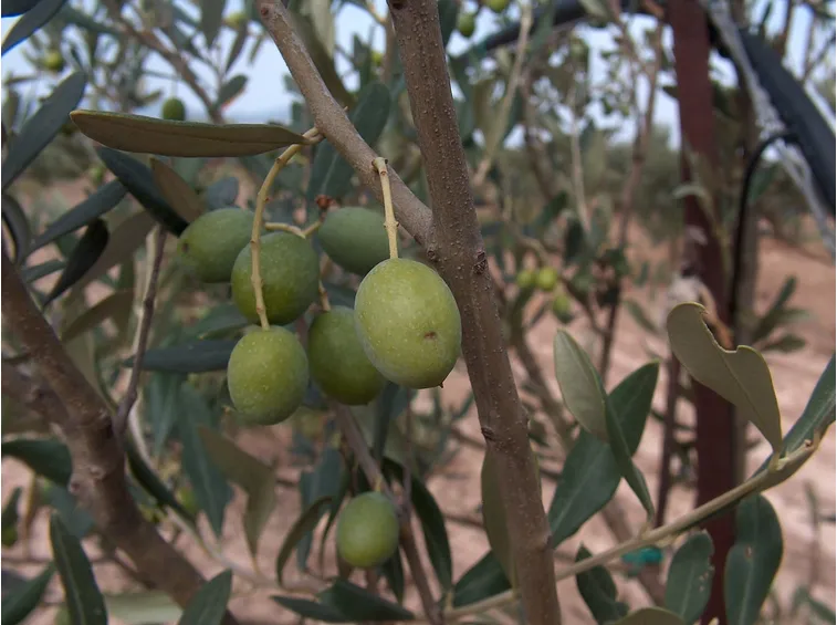 pianta dell'olivo cultivar