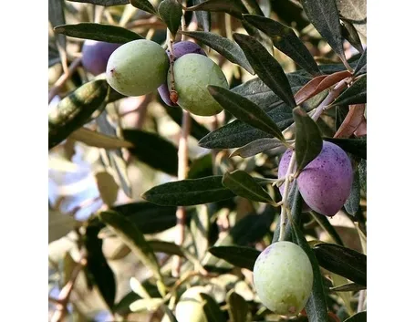 Frutti e foglie dell'olivo