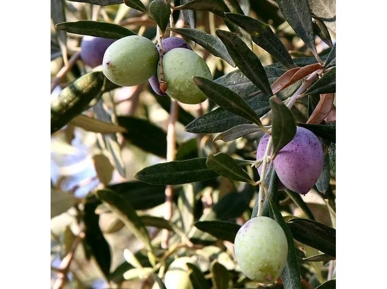 Frutti e foglie dell'olivo