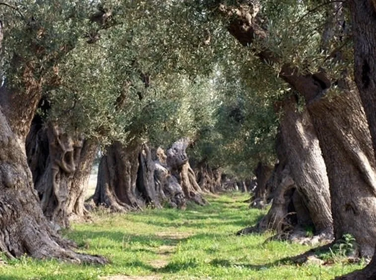 Bellissimi filari di olivi secolari pugliesi
