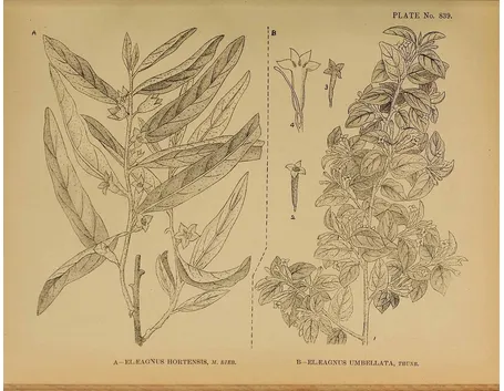 Illustrazione botanica delle foglie e dei fiori di Elaeagnus angustifolia