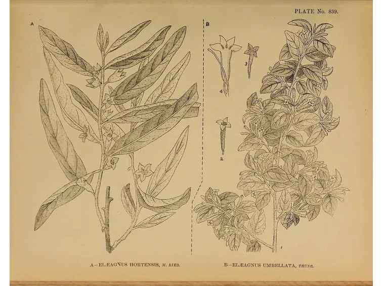 Illustrazione botanica delle foglie e dei fiori di Elaeagnus angustifolia