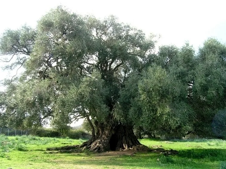 olivo grande campo
