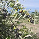 Olive della varietà frantoio