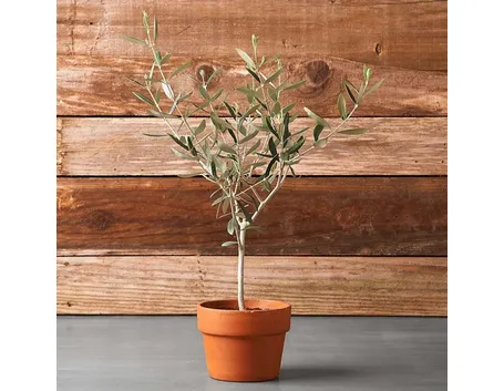 Esempio di olivo in vaso