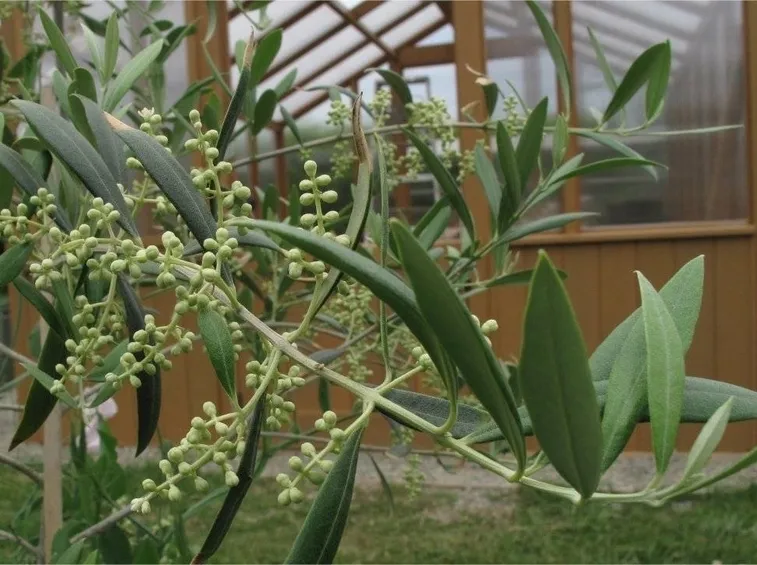 Olivo prossimo alla fioritura
