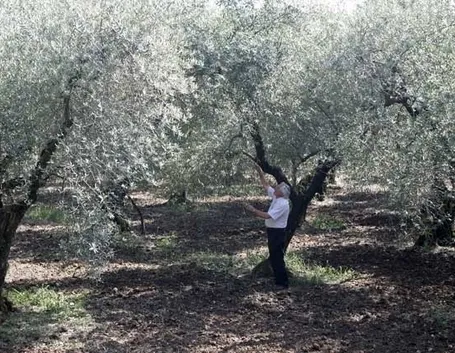 Olivo itrana