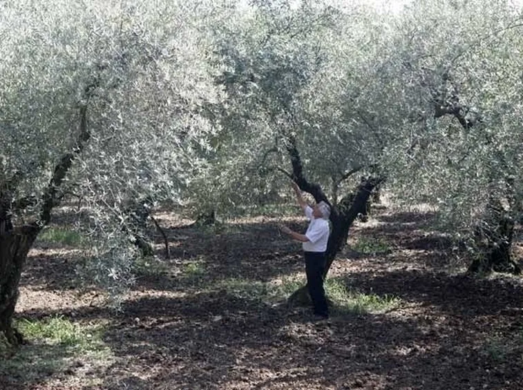 Olivo itrana