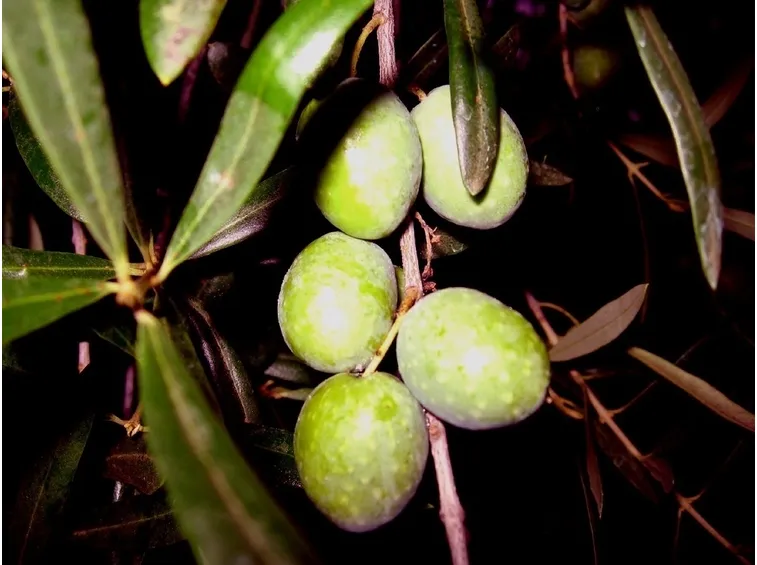 Olive itrane