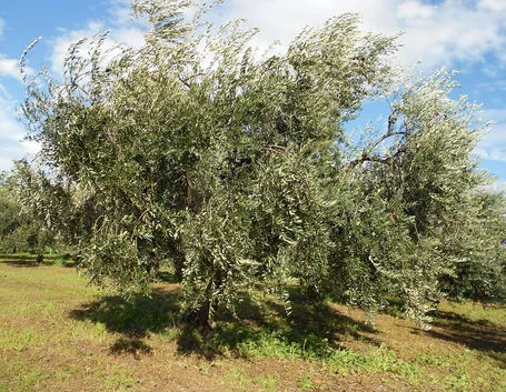 Un albero di olivo Leccino