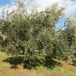 Un albero di olivo Leccino