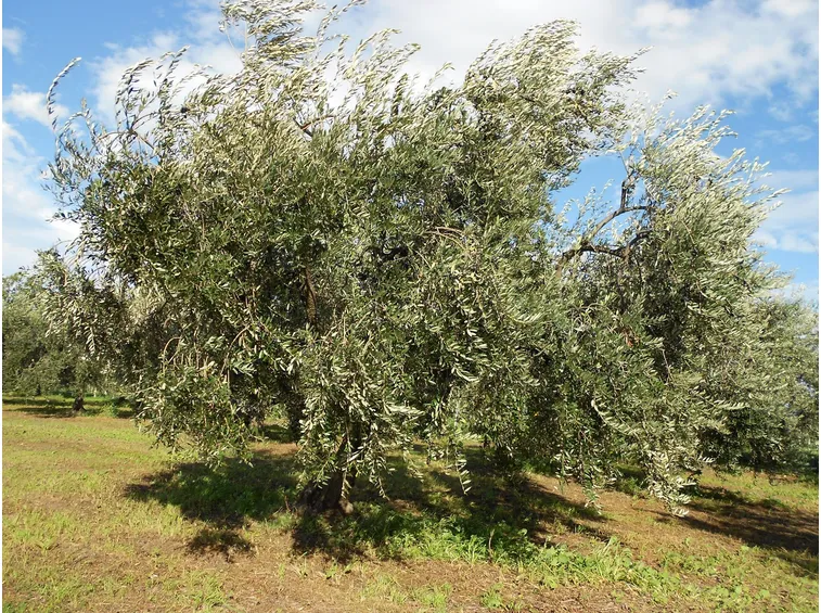 Un albero di olivo Leccino