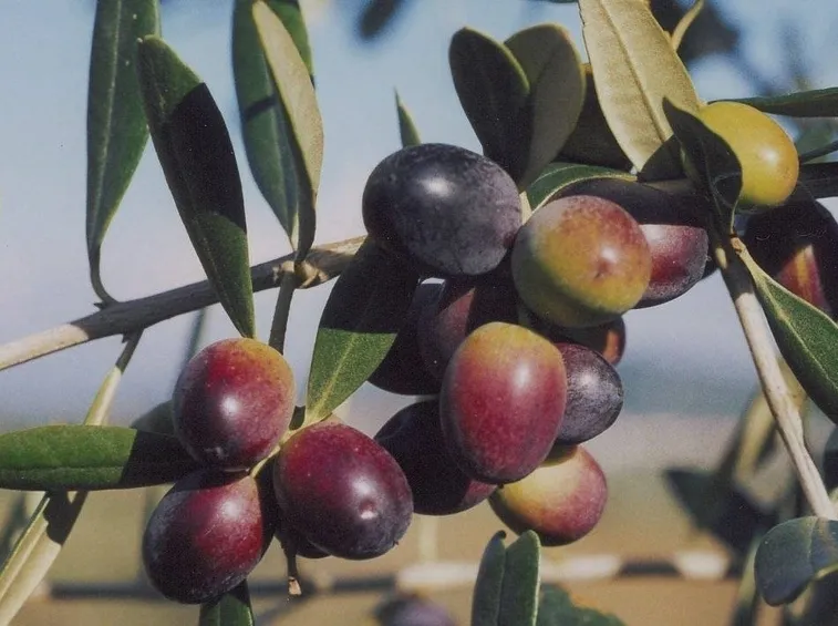 Ramo di olivo Leccino con frutti