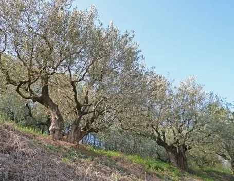 Olivo leccio