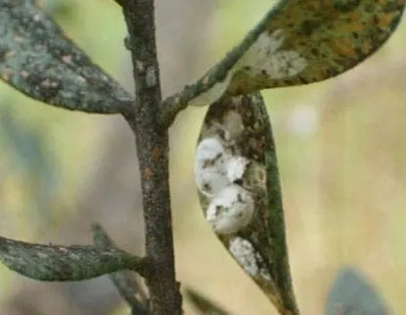 pianta d'olivo