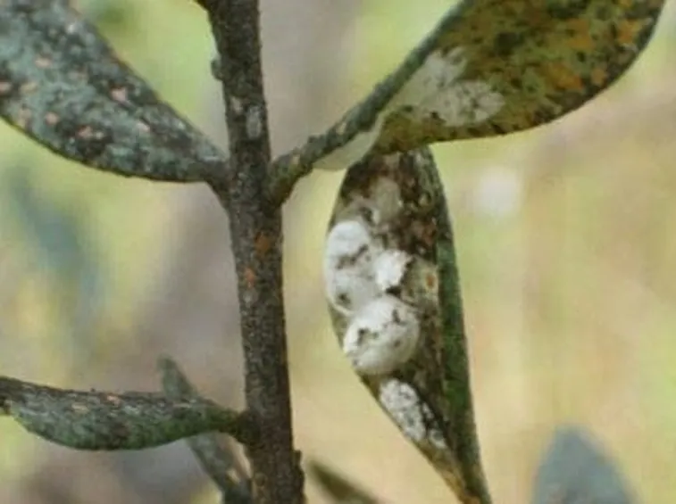 pianta d'olivo