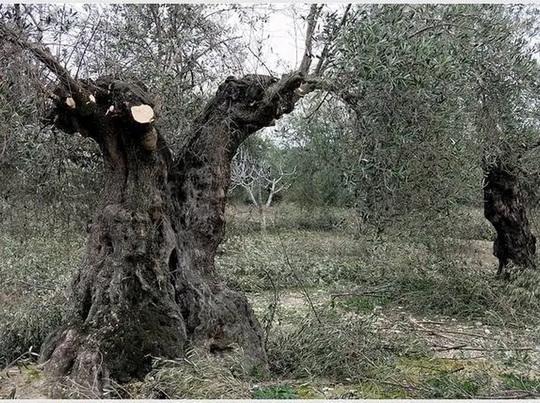 potatura pianta d'olivo