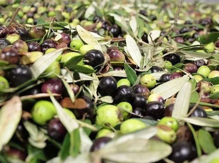 raccolta di olive
