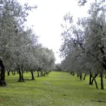 Olivo moraiolo
