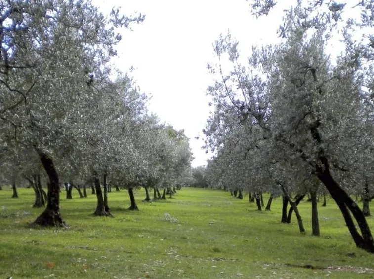 Olivo moraiolo