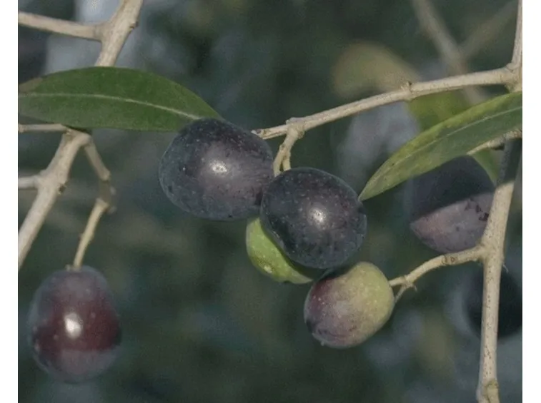 Oliva moraiola