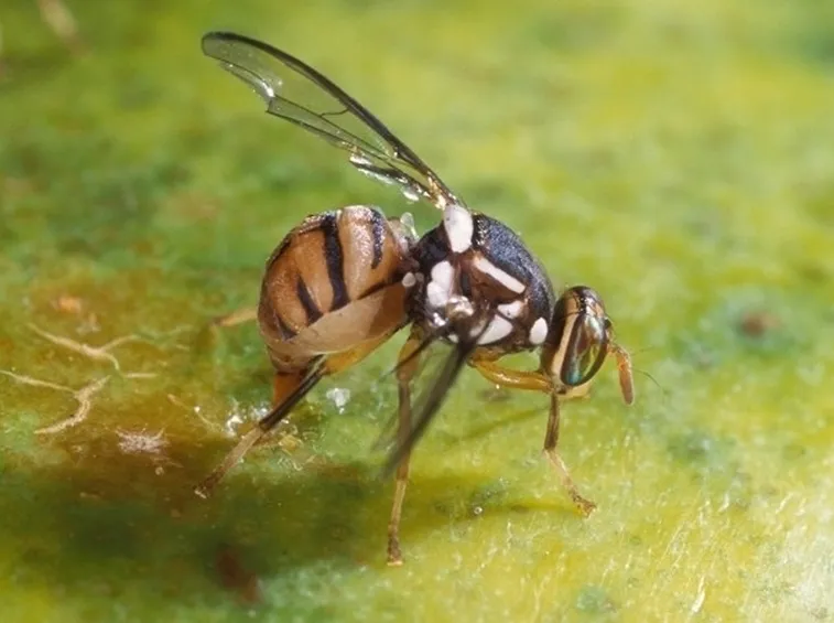 Mosca dell'olio