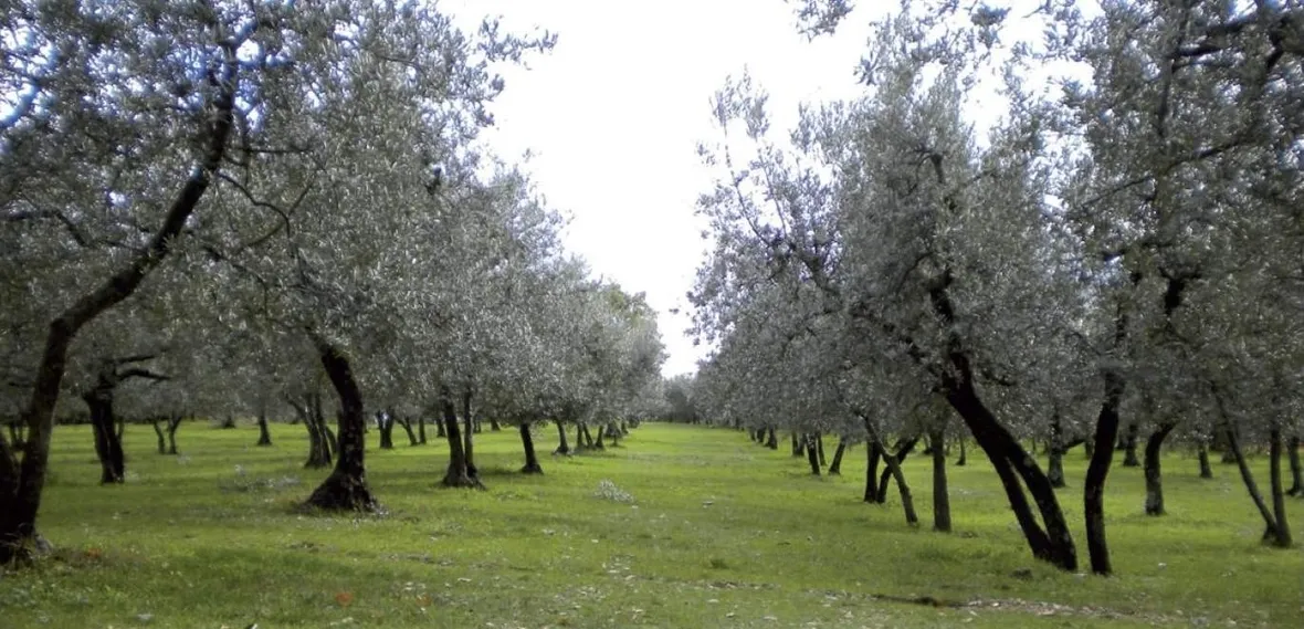 Olivo moraiolo