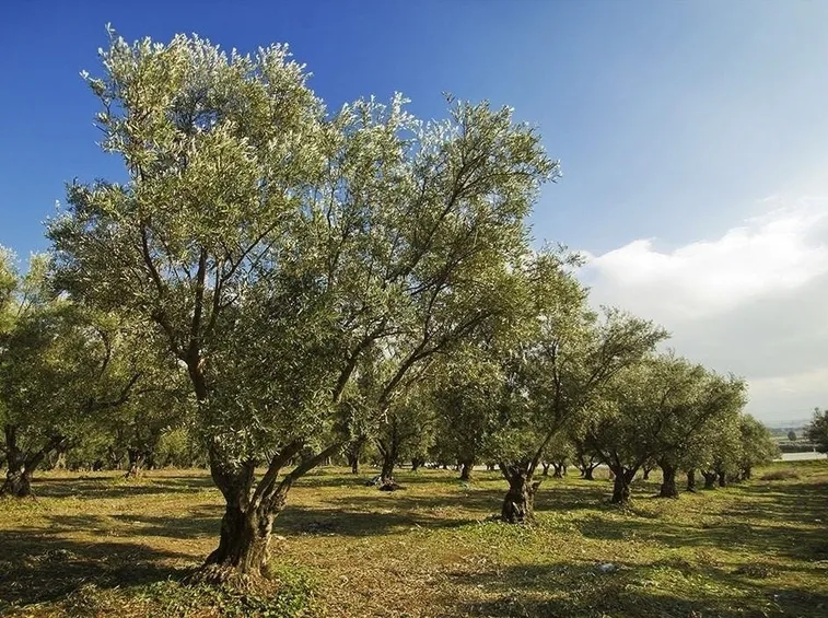 Coltivazioni piante ulivo