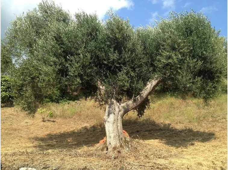 Frutti albero ulivo