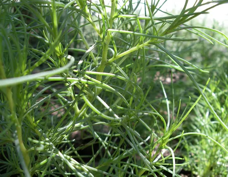 Agretti