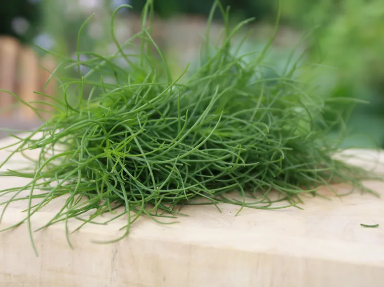 salsola soda