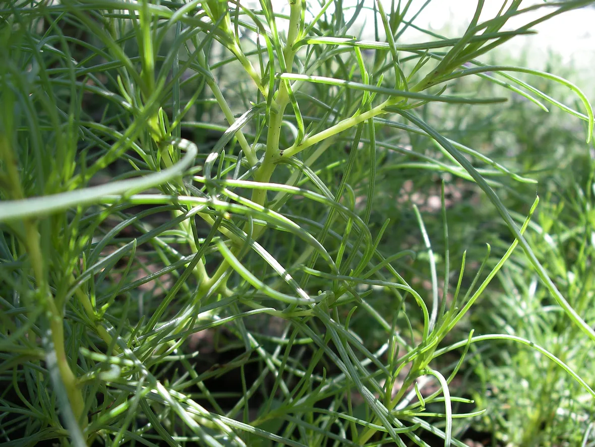Agretti