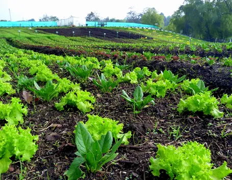 agricoltura biologica