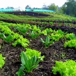 agricoltura biologica