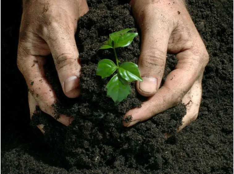 usare fertilizzante biologico