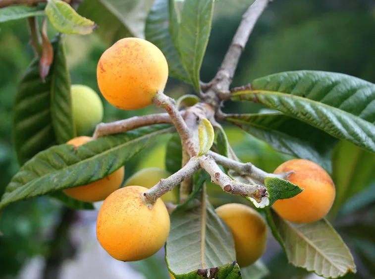 Agricoltura naturale nel nostro frutteto
