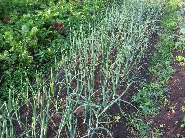 coltivare con agricoltura naturale